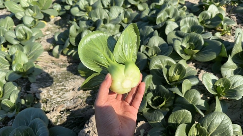 上海精品油菜，产地一手货源，供货充足稳定，量大从优欢迎来电