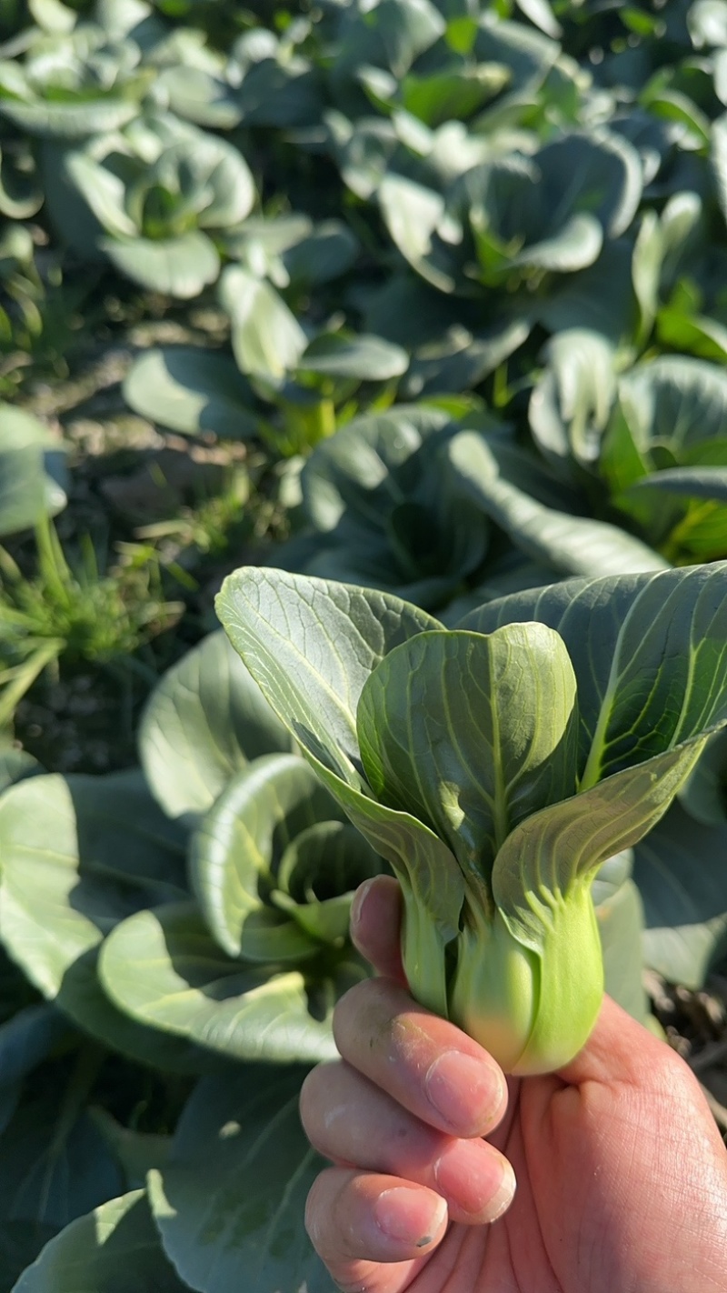 上海精品油菜，产地一手货源，供货充足稳定，量大从优欢迎来电