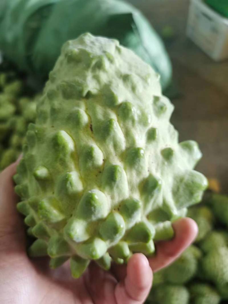 云南玉溪元江释迦果开始大量上市了，有需要的老板可以联系我
