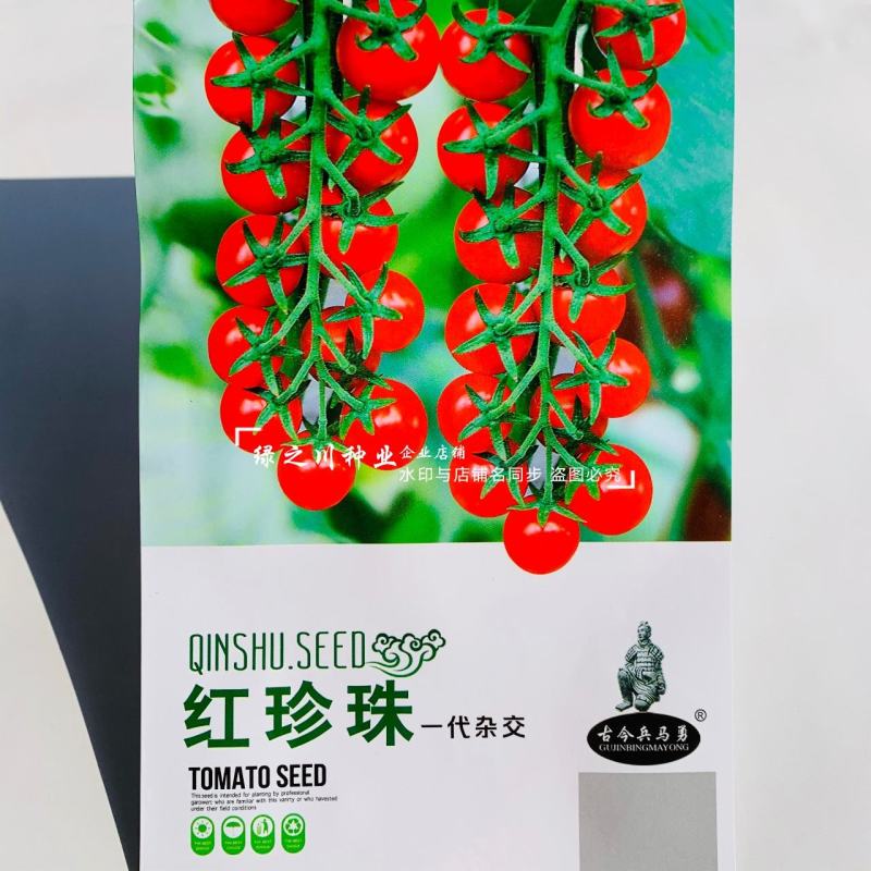 育苗场专用红色小番茄种子红珍珠大红果番茄种子高秧型不易裂