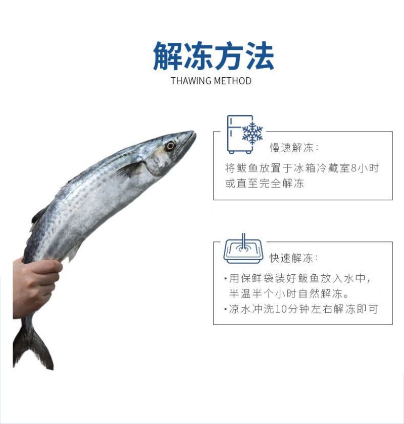 新鲜捕捞速冻马鲛鱼鲅鱼海鱼批发