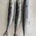 新鲜捕捞速冻马鲛鱼鲅鱼海鱼批发