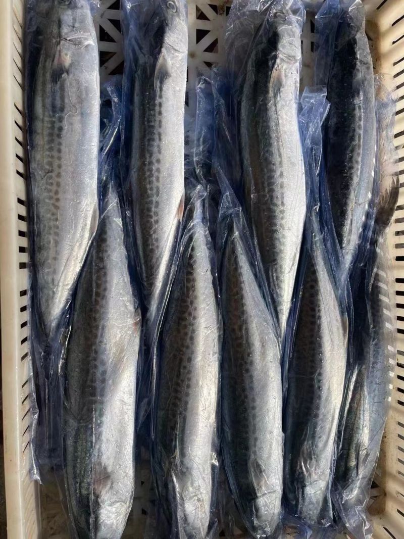 新鲜捕捞速冻马鲛鱼鲅鱼海鱼批发