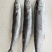 新鲜捕捞速冻马鲛鱼鲅鱼海鱼批发