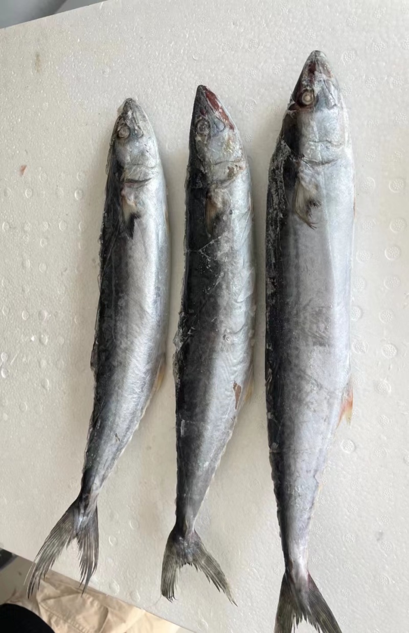 新鲜捕捞速冻马鲛鱼鲅鱼海鱼批发