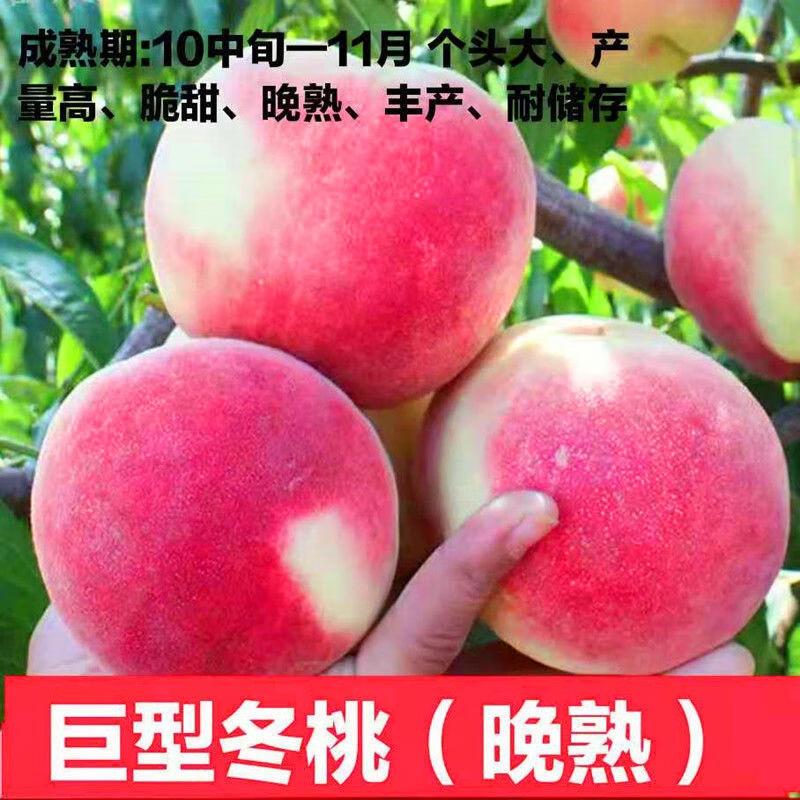 桃树苗新品种特大晚熟巨型冬桃树苗高糖个大果园直发适应南北