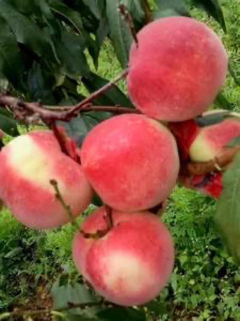 桃树苗新品种特大晚熟巨型冬桃树苗高糖个大果园直发适应南北
