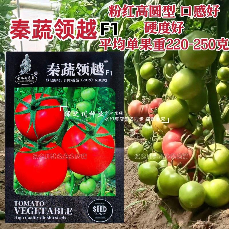 秦蔬领越一代杂交粉果西红柿种子耐低温耐热好硬果番茄种子