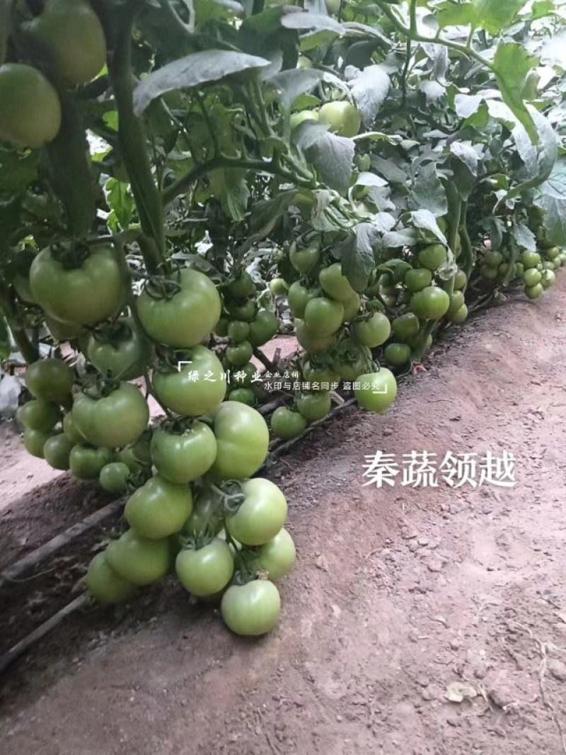 秦蔬领越一代杂交粉果西红柿种子耐低温耐热好硬果番茄种子