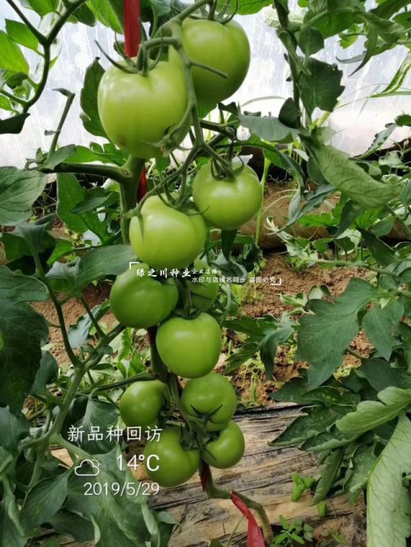 秦蔬领越一代杂交粉果西红柿种子耐低温耐热好硬果番茄种子