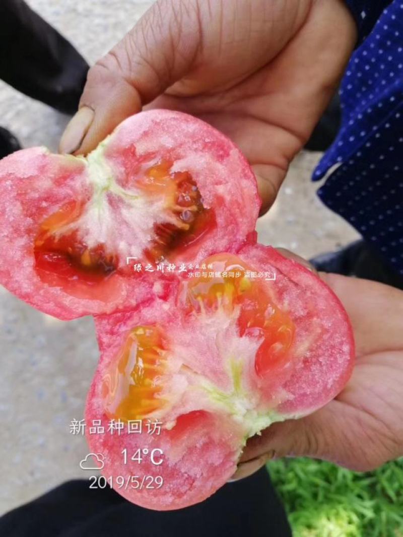 秦蔬领越一代杂交粉果西红柿种子耐低温耐热好硬果番茄种子