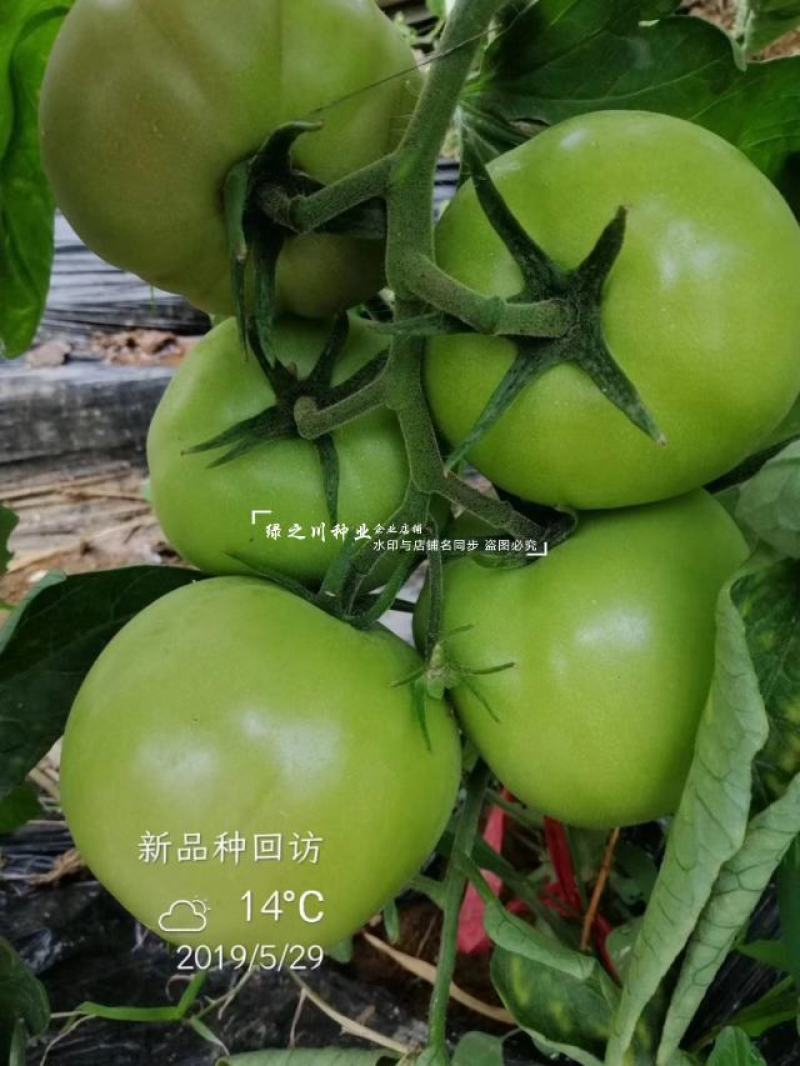 秦蔬领越一代杂交粉果西红柿种子耐低温耐热好硬果番茄种子