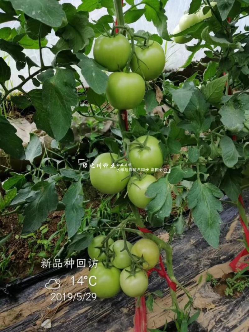 秦蔬领越一代杂交粉果西红柿种子耐低温耐热好硬果番茄种子