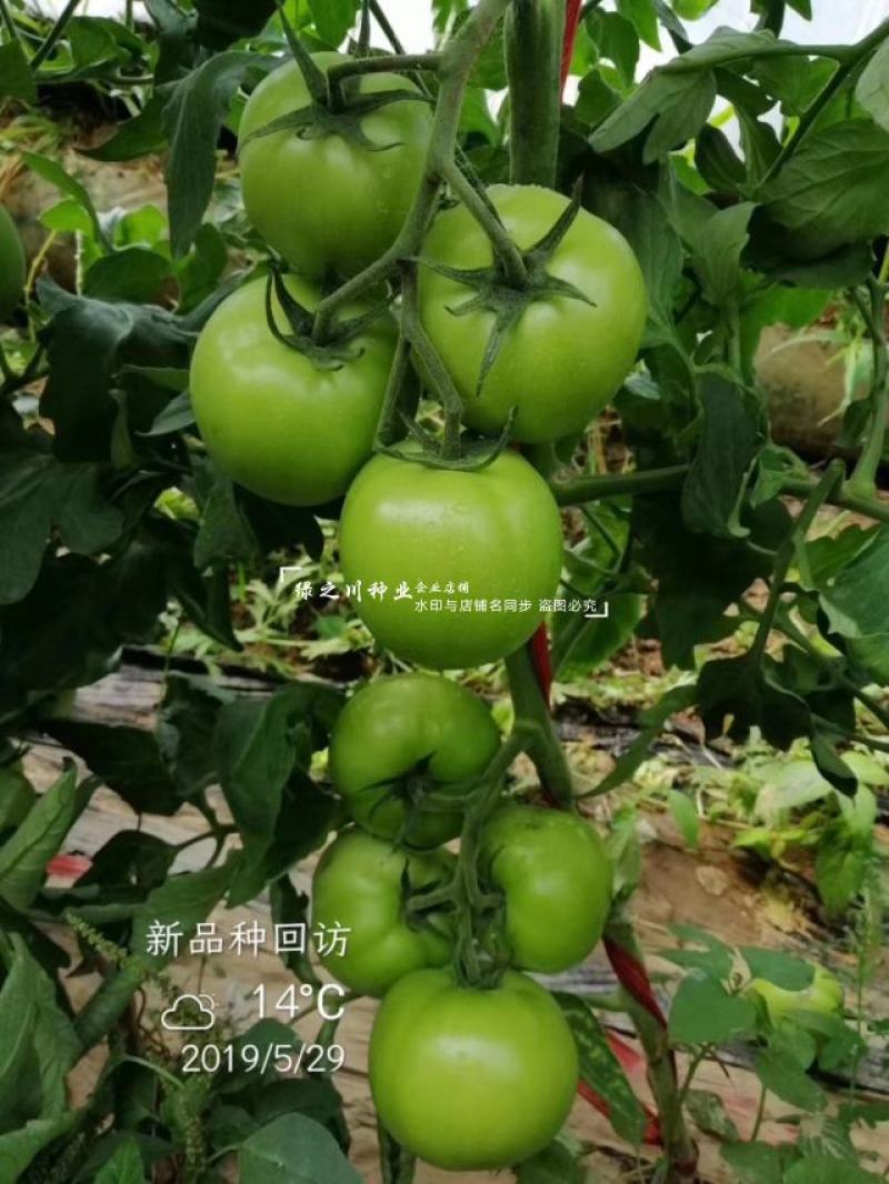 秦蔬领越一代杂交粉果西红柿种子耐低温耐热好硬果番茄种子