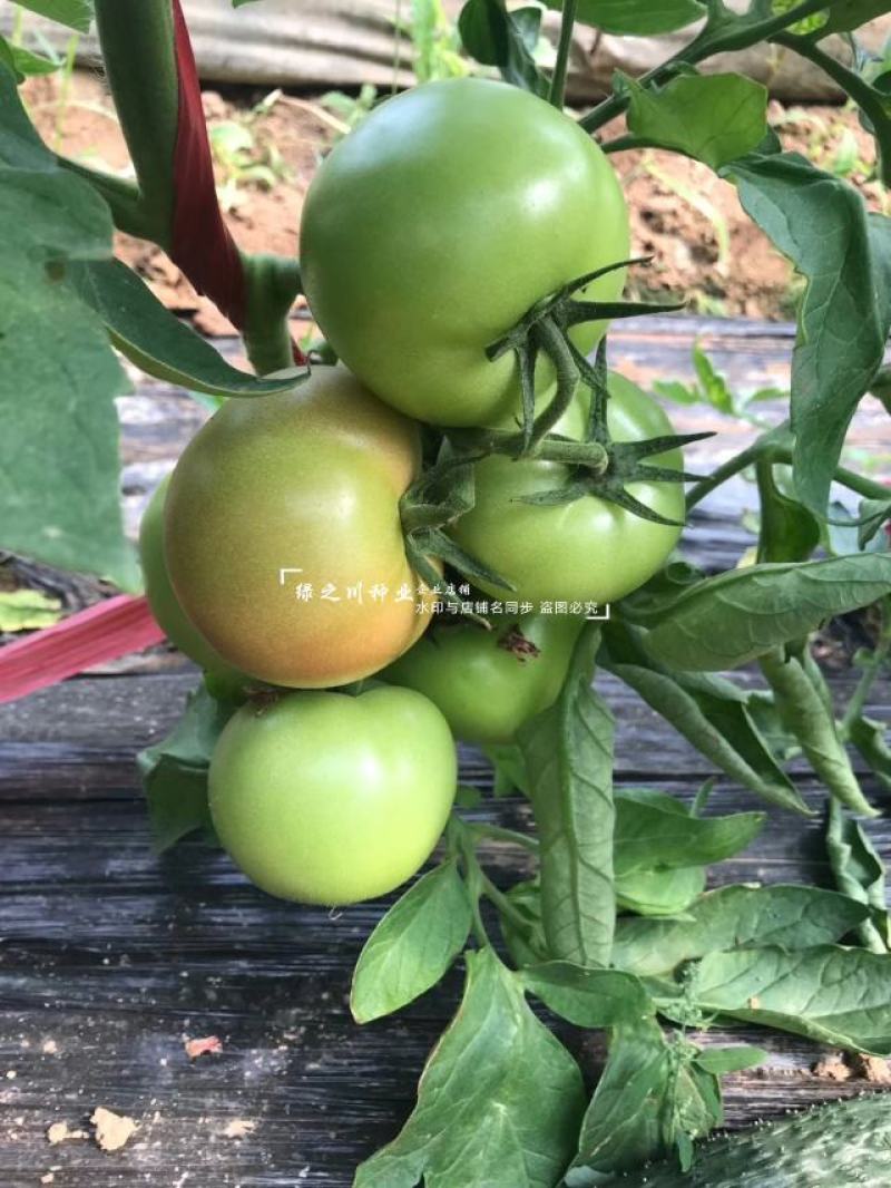秦蔬领越一代杂交粉果西红柿种子耐低温耐热好硬果番茄种子