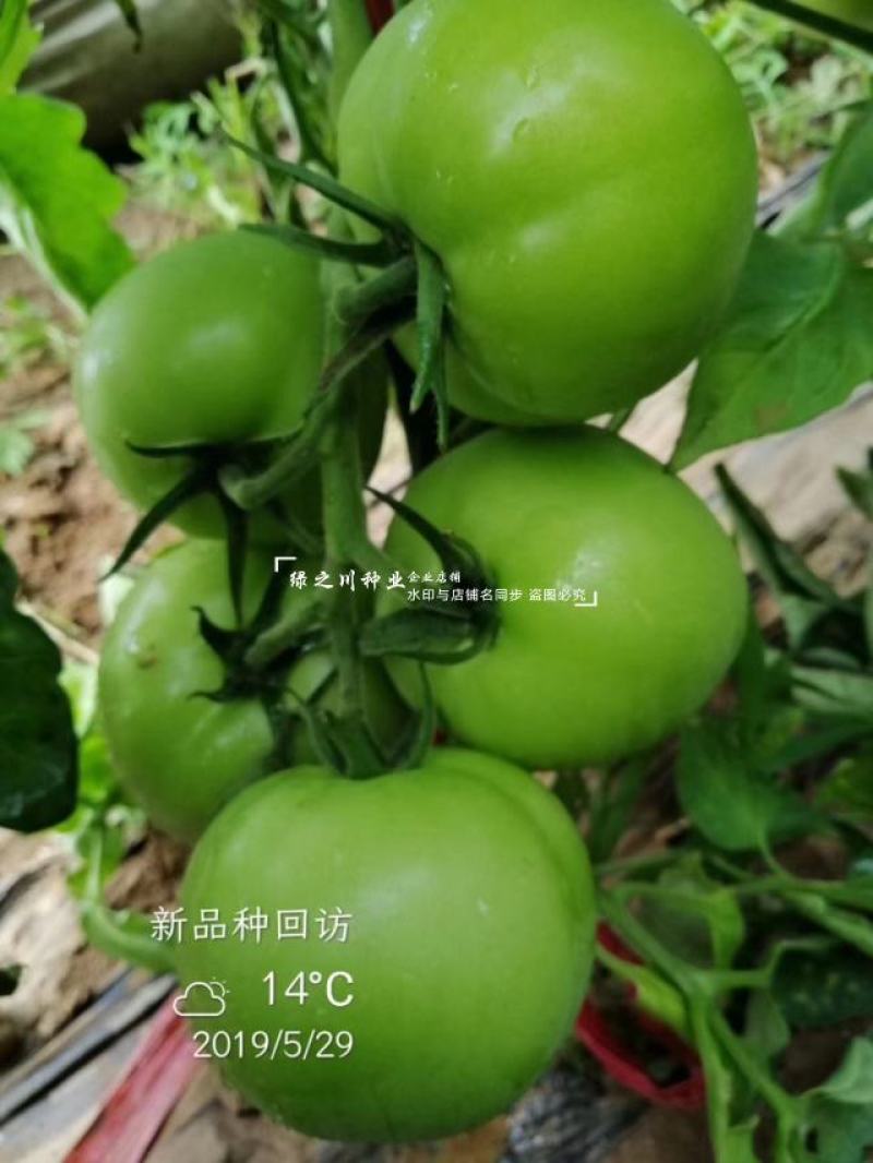 秦蔬领越一代杂交粉果西红柿种子耐低温耐热好硬果番茄种子