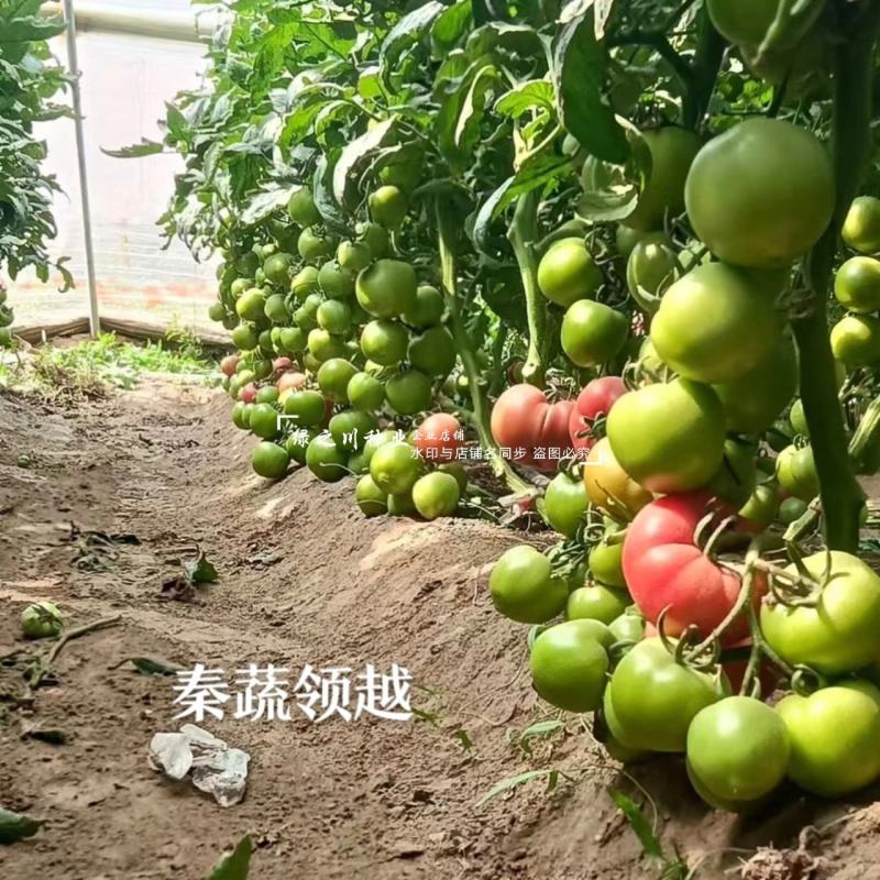 秦蔬领越一代杂交粉果西红柿种子耐低温耐热好硬果番茄种子