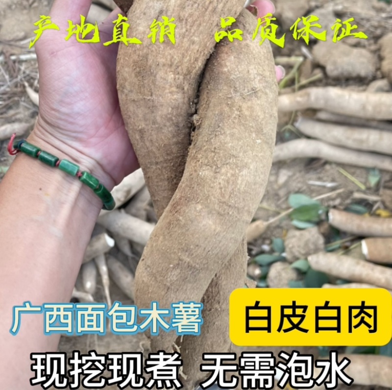 广西白皮面包木薯