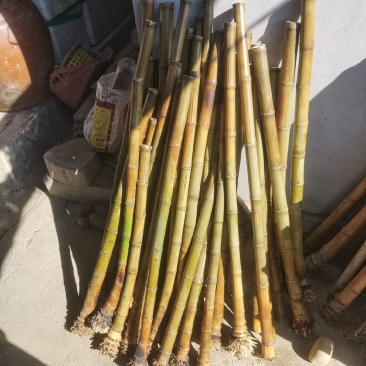 闽南高山石竹老硬厚重实高山石竹笛萧竹料大量有货