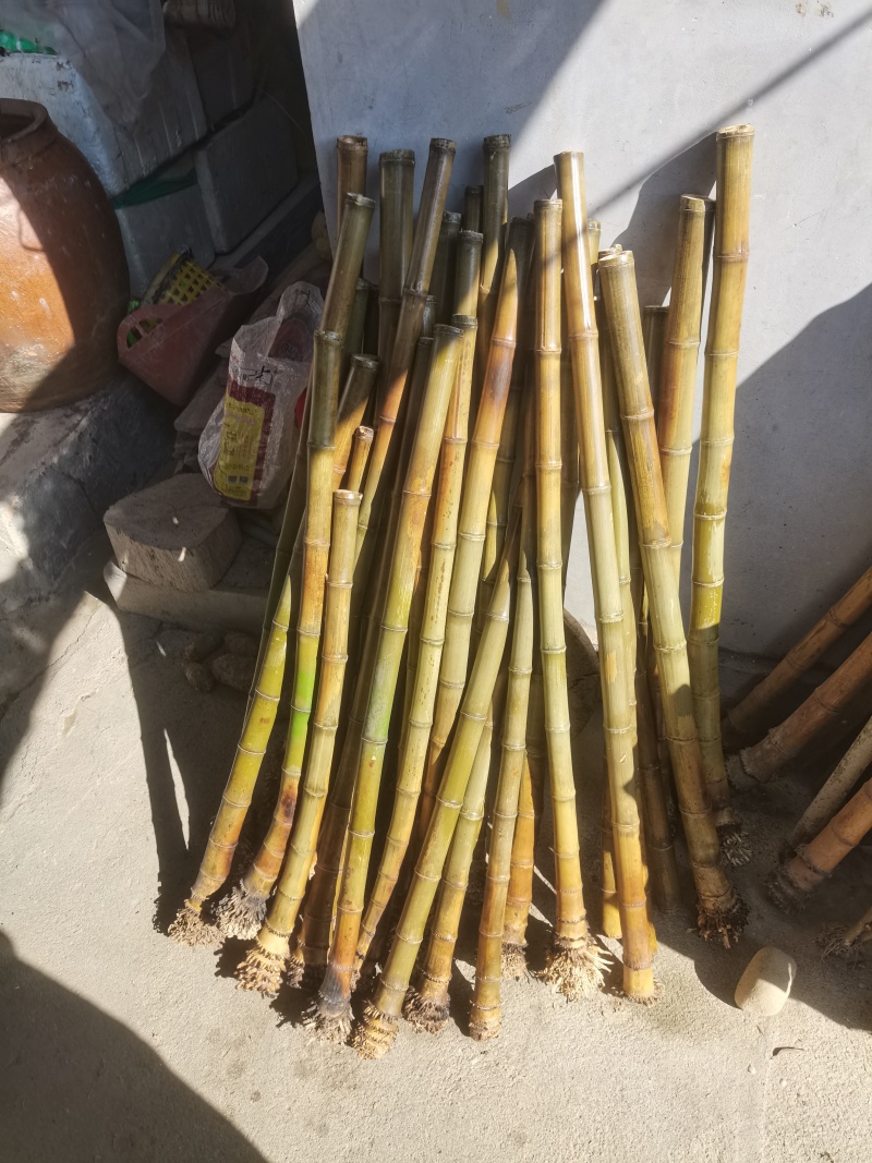 闽南高山石竹老硬厚重实高山石竹笛萧竹料大量有货
