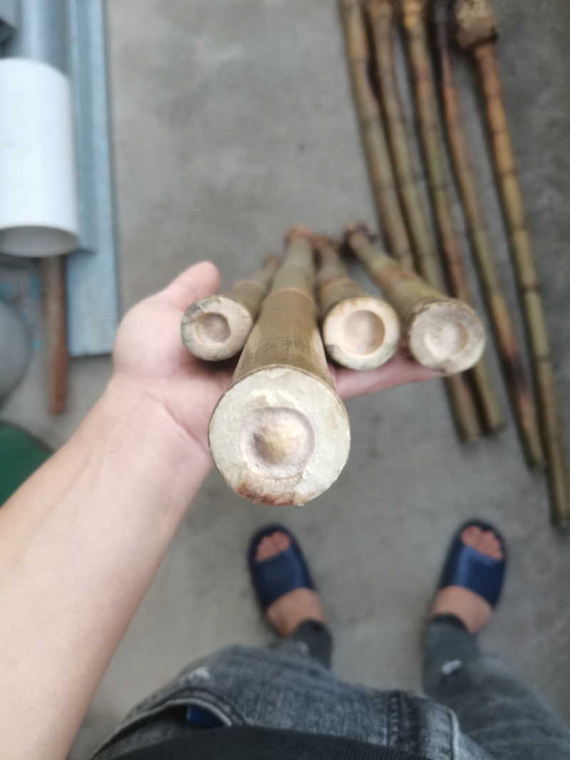 闽南高山石竹老硬厚重实高山石竹笛萧竹料大量有货