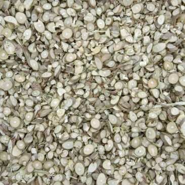 桑树片大量供应品质保证支持视频看货欢迎来电洽谈价优