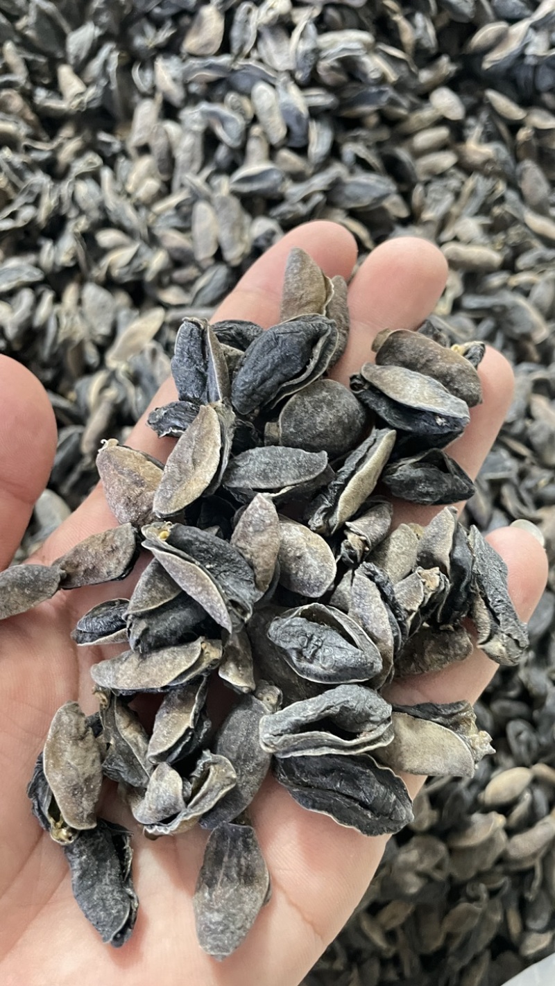 土鲍鱼干，泥龟，蚂蟥，海虫子，黑子