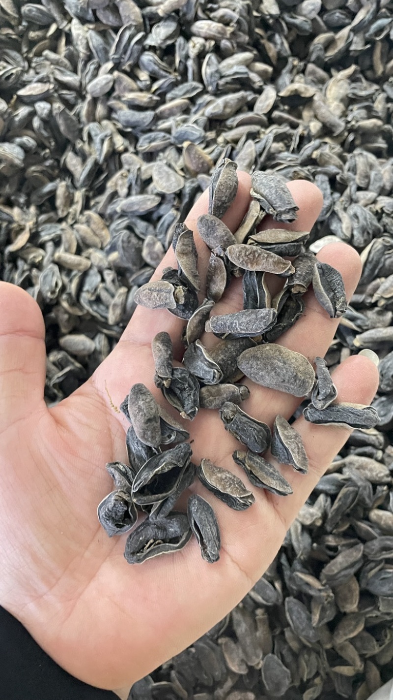 土鲍鱼干，泥龟，蚂蟥，海虫子，黑子