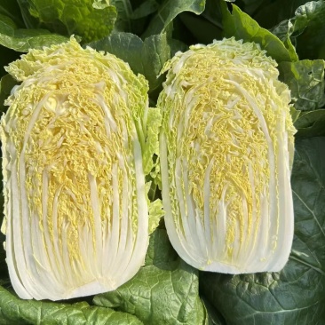 黄心大白菜