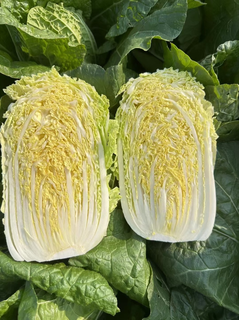 黄心大白菜