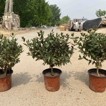 金银花树林鑫华盆栽盆栽，地栽金银花，棒棒糖状，自家种植