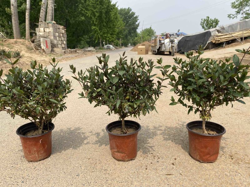 金银花树林鑫华盆栽盆栽，地栽金银花，棒棒糖状，自家种植