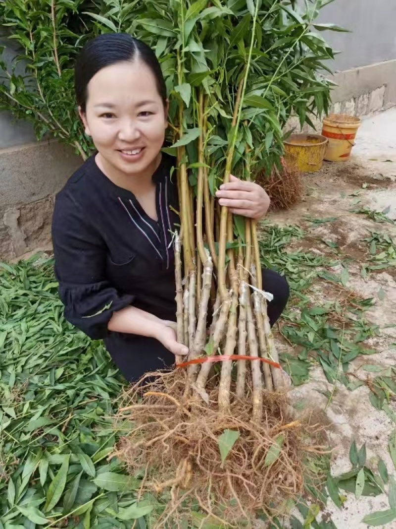 桃树苗新品种特大晚熟巨型冬桃树苗高糖个大果园直发适应南北