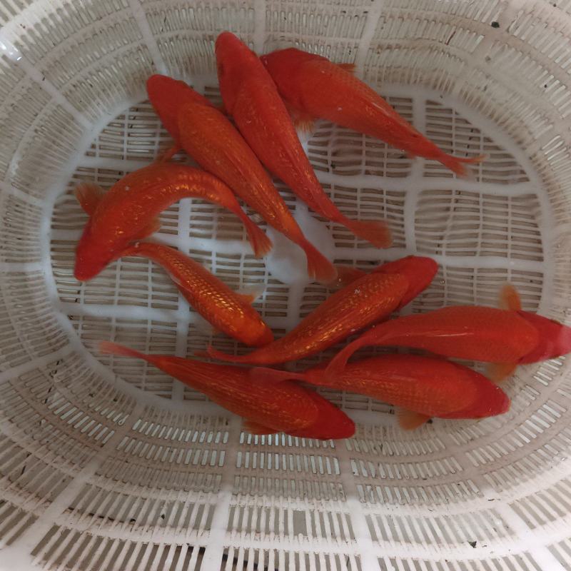 半斤左右的元宝体闪鳞火鲤开始出售了，需要的联系我