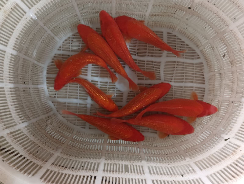半斤左右的元宝体闪鳞火鲤开始出售了，需要的联系我