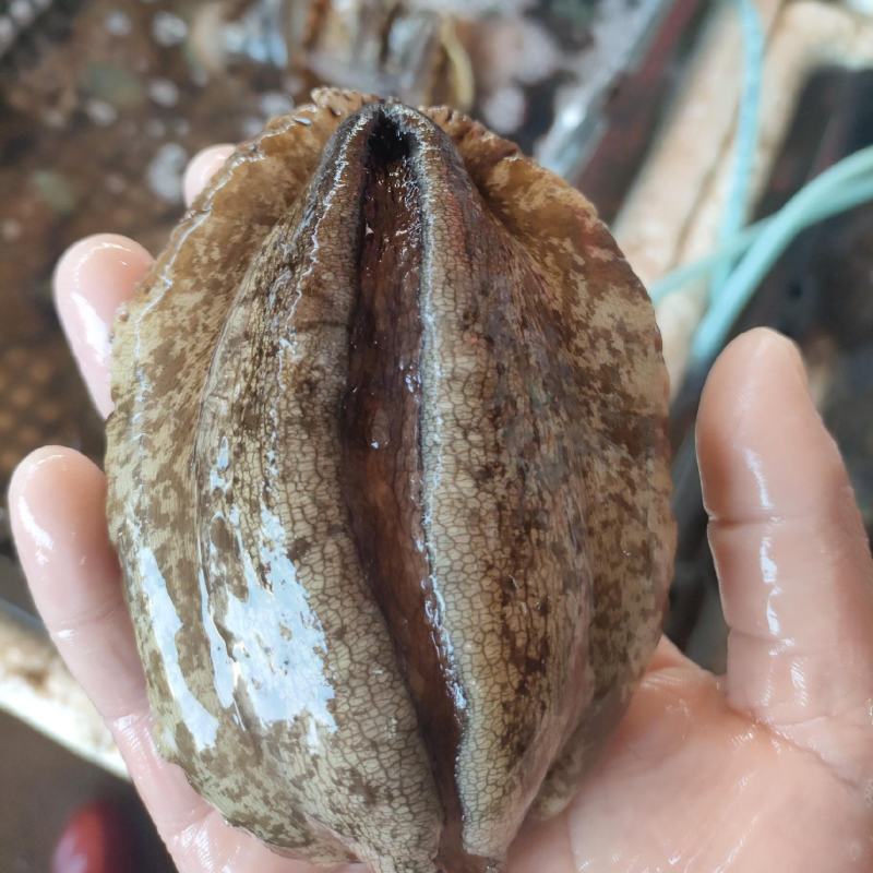 山东烟台鲜活鲍鱼
