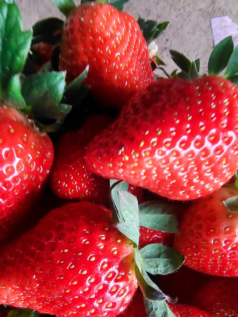 【推荐】优质香野草莓大量上市现摘现发保质保量可视频看货