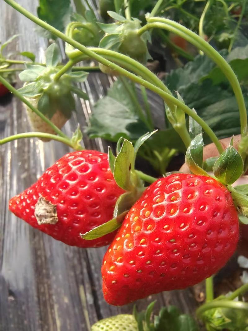 【推荐】优质香野草莓大量上市现摘现发保质保量可视频看货