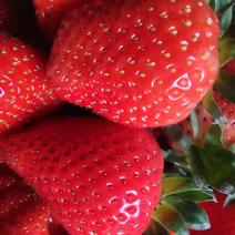 【推荐】优质香野草莓产地发货一手货源品质保证量大货好