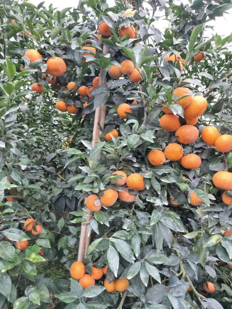 沃柑