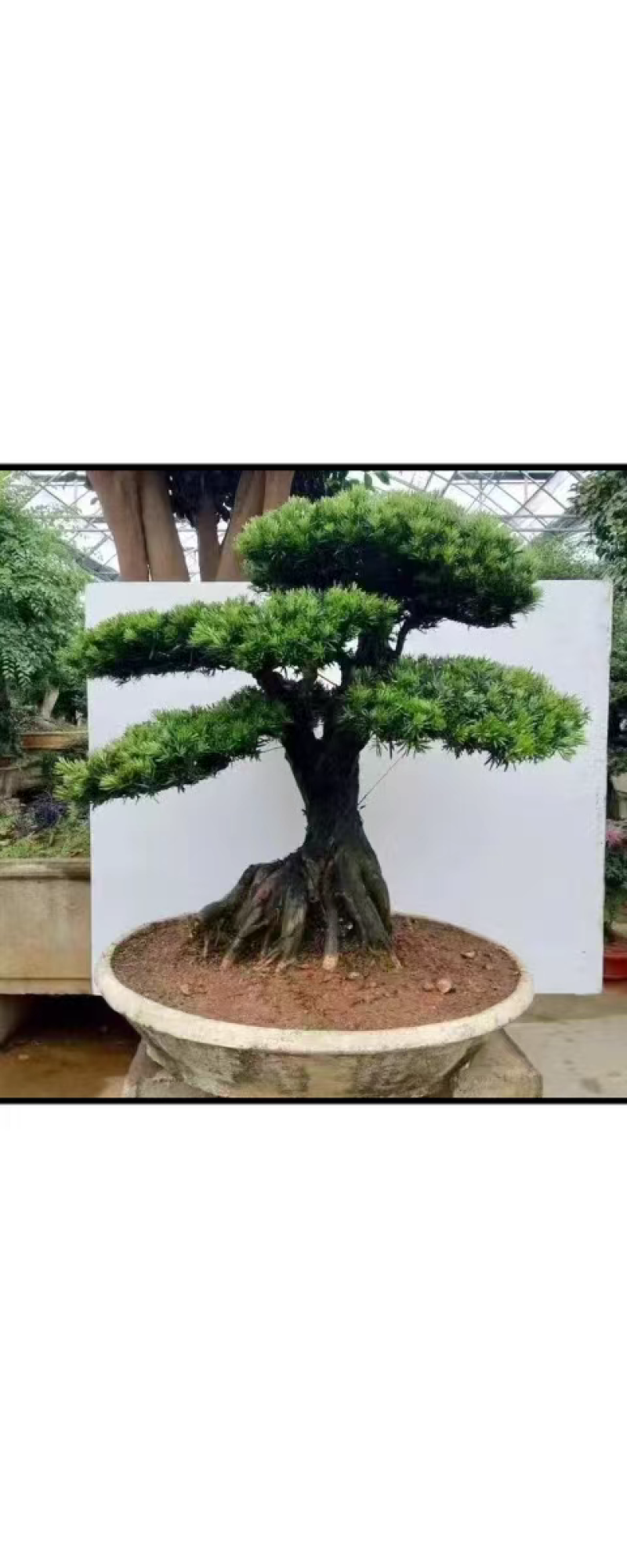 罗汉松树苗罗汉松小苗罗汉松树苗批发，占地罗汉松树苗