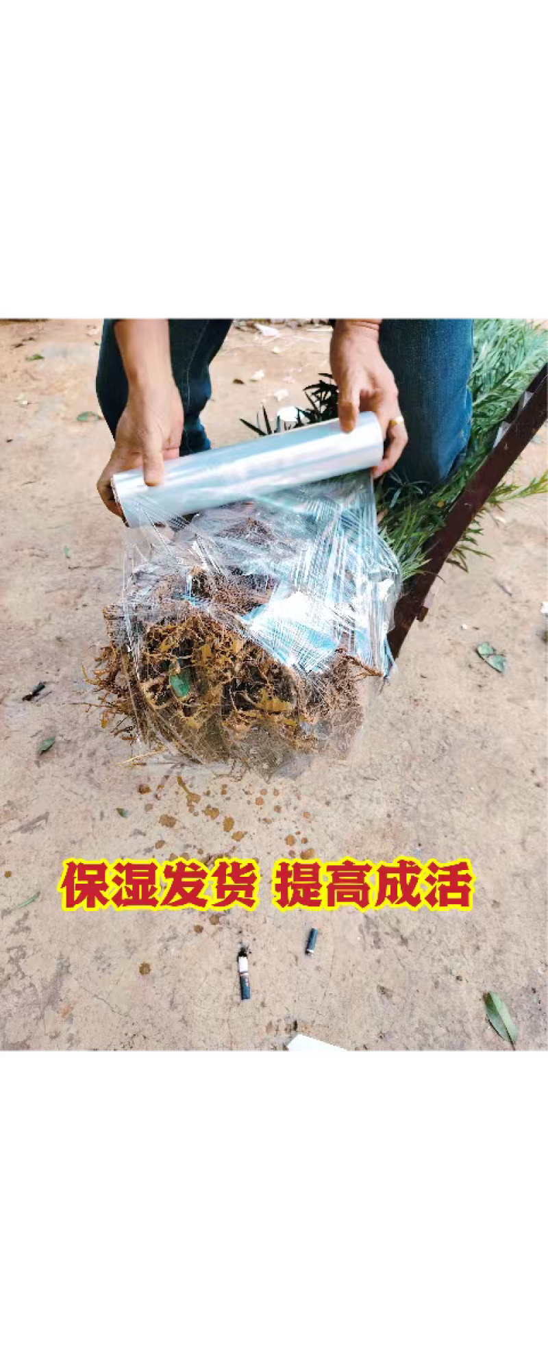 罗汉松树苗罗汉松小苗罗汉松树苗批发，占地罗汉松树苗