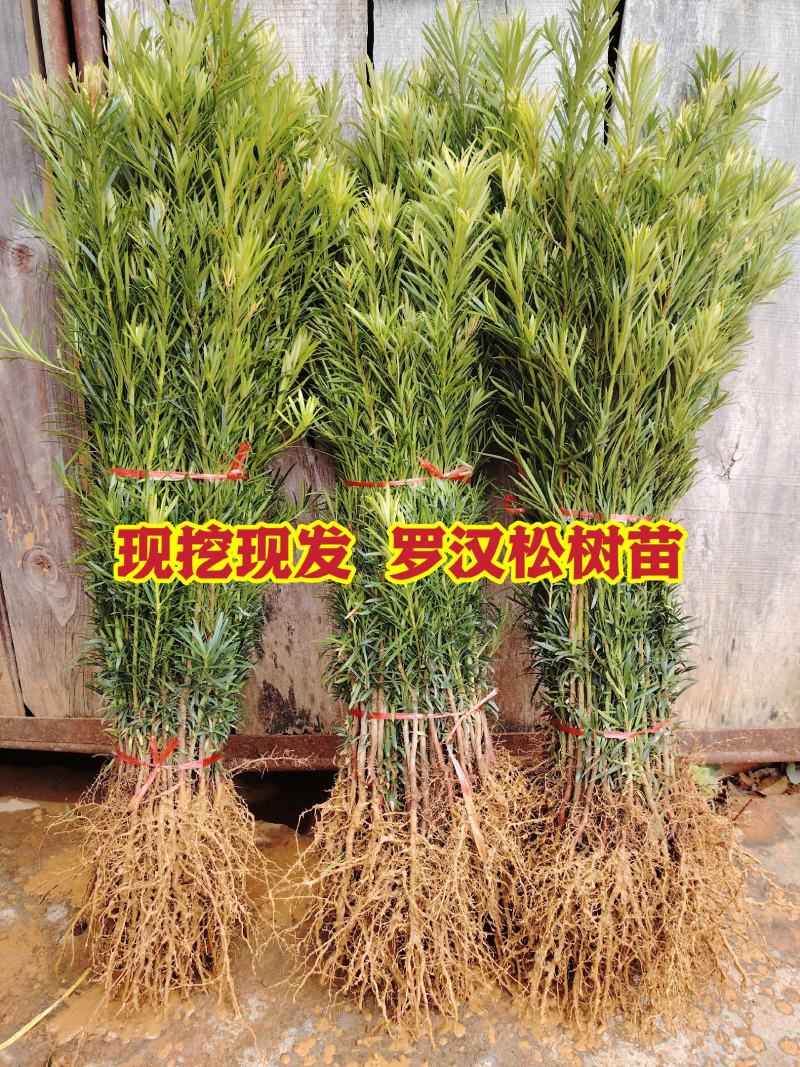 罗汉松树苗罗汉松小苗罗汉松树苗批发，占地罗汉松树苗