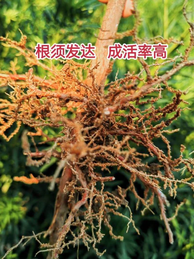 罗汉松树苗罗汉松小苗罗汉松树苗批发，占地罗汉松树苗