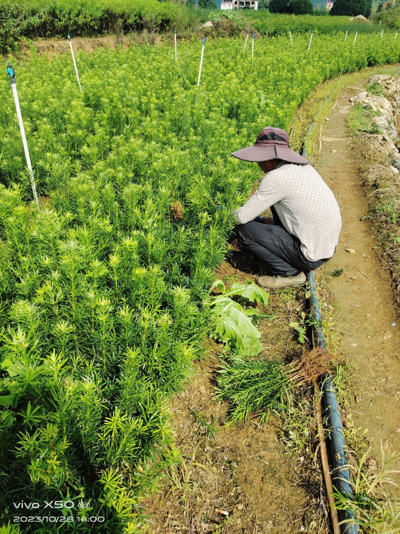 罗汉松罗汉松小苗0.5~1米自产自销，包邮