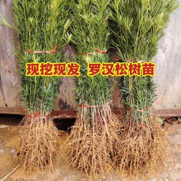 罗汉松罗汉松小苗0.5~1米自产自销，包邮