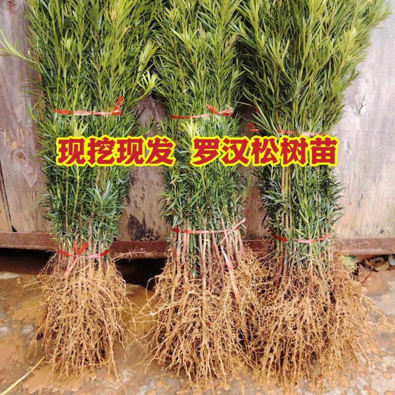 罗汉松罗汉松小苗0.5~1米自产自销，包邮