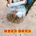 罗汉松罗汉松小苗0.5~1米自产自销，包邮