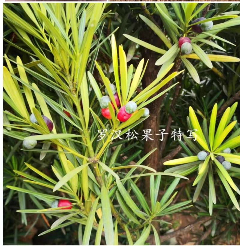 罗汉松罗汉松小苗0.5~1米自产自销，包邮