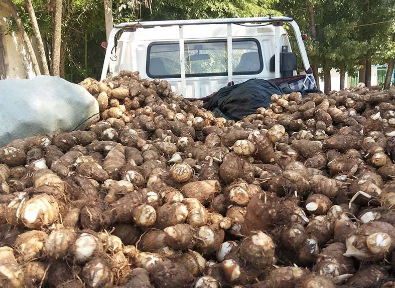 绿通查验人员正在检查货车上的毛芋头